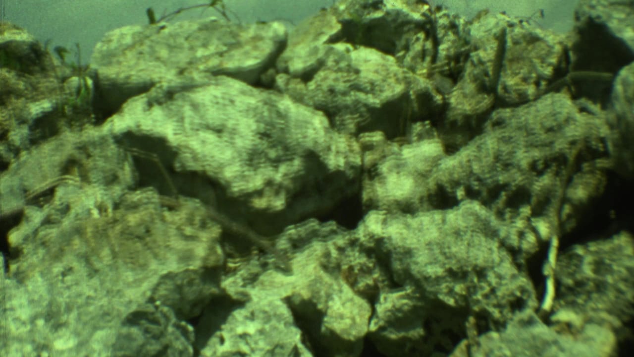 1973 Yucatan home-movie frame showing a close rock pile with dry vegetation, soft focus, and green 8mm color cast.