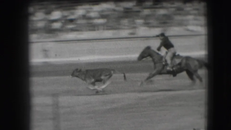 A horseback rider moves quickly along the Denver racetrack as a smaller animal runs nearby, with bleachers blurred behind the action.