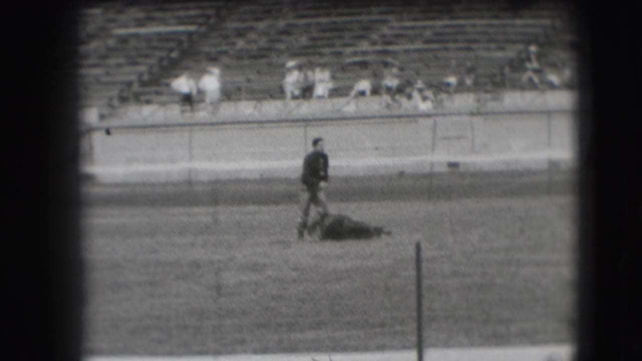 Man walks near a prone steer on the rodeo arena floor with bleachers behind.