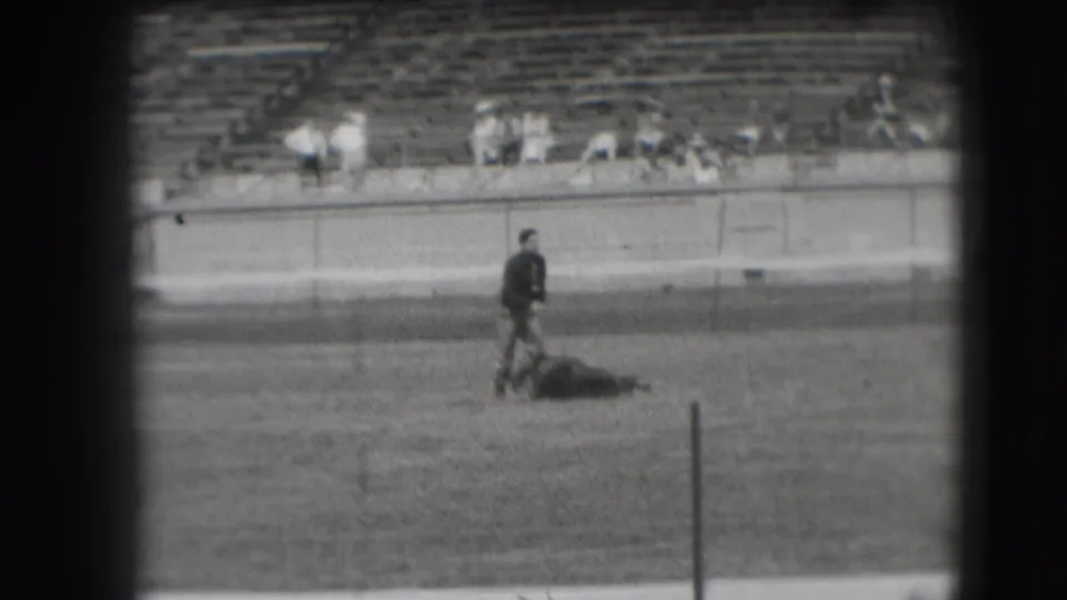 A dark-shirted man walks past a prone steer in the Denver rodeo arena, with seated spectators visible beyond the fence.