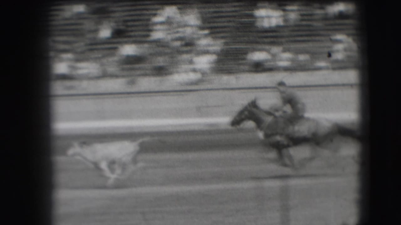 A small steer runs leftward as a rider on horseback follows across the Denver arena track in grainy black-and-white 8mm footage.