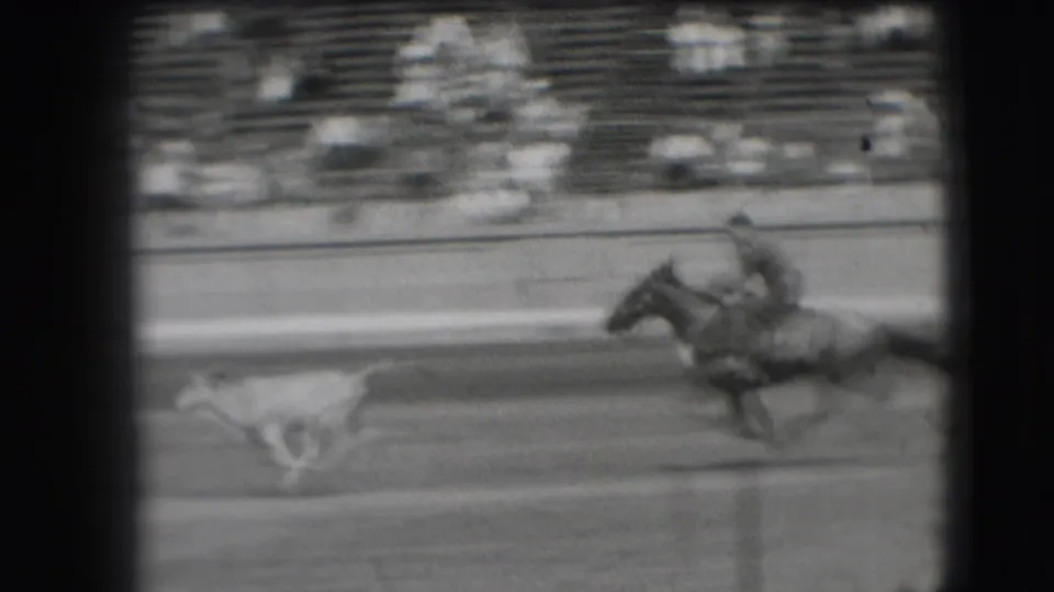 A small steer runs leftward as a rider on horseback follows across the Denver arena track in grainy black-and-white 8mm footage.