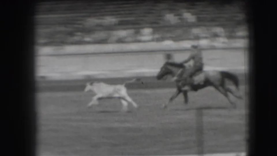 The mounted rider continues the chase across the outdoor arena, following the small steer past railings and distant seating.