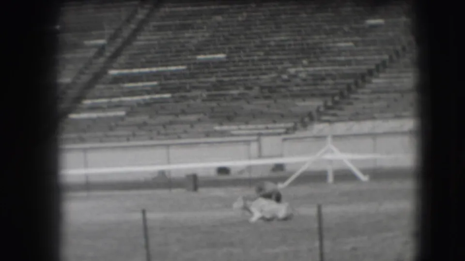 The horse lies or rolls on the sports field as the handler stands near it, with stadium seating visible behind.