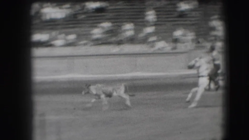 A calf runs ahead of the mounted rider in the Denver rodeo arena, with spectators and seating visible behind.