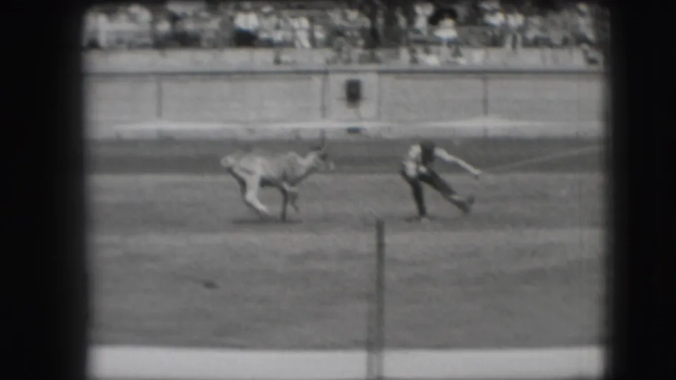 1941 Denver rodeo home-movie frame showing the cow pulled low while the cowboy rides nearby in the arena.