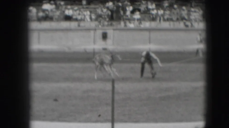 1941 Denver home-movie frame showing a man near a calf on a grass field, with bleachers and spectators in the background.