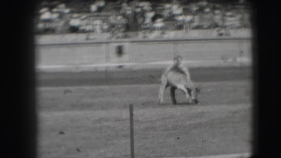 The handler bends over the calf during the tying or restraining action on a Denver livestock-show field in 1941.