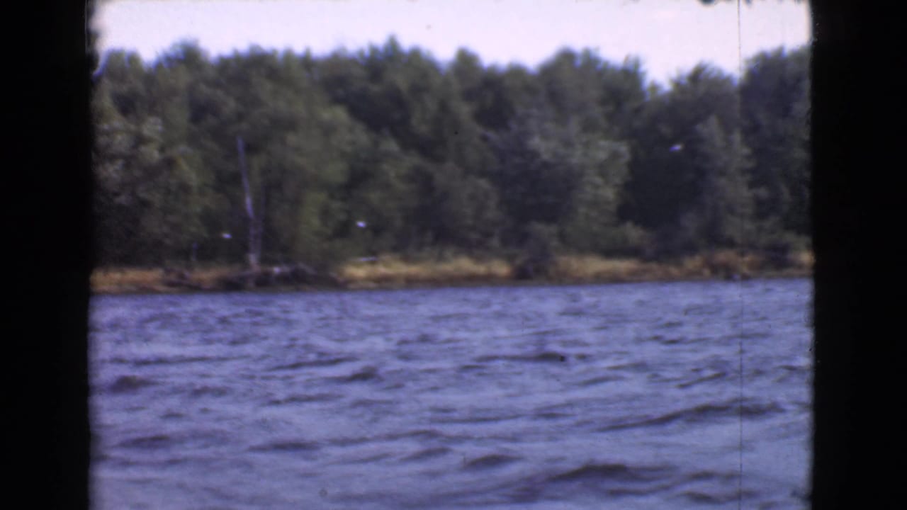 Lake surface, distant trees, and a small bird crossing near the shoreline.