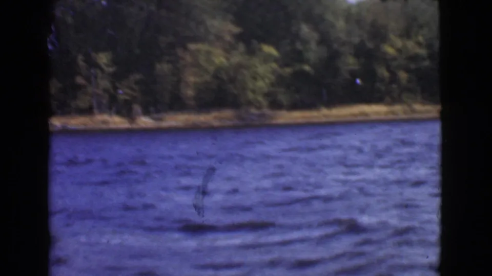 1946 Quebec lake view with rippled blue water, dense shoreline trees, and small birds visible against the wooded background.