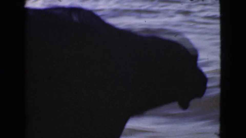 1946 Quebec home-movie frame showing a dog in silhouette at the edge of a boat, facing toward the water.