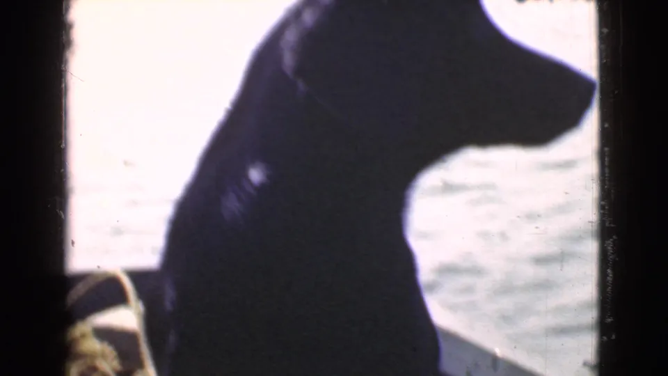 In this 1946 Quebec 8mm frame, a dark dog sits in profile on a boat, looking toward sunlit rippling water.