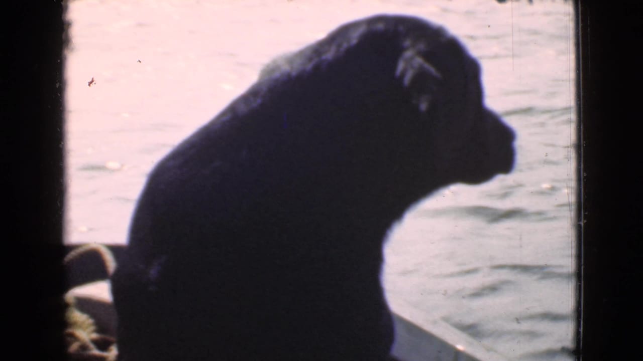 Dark dog silhouette faces right from a boat with water behind it.