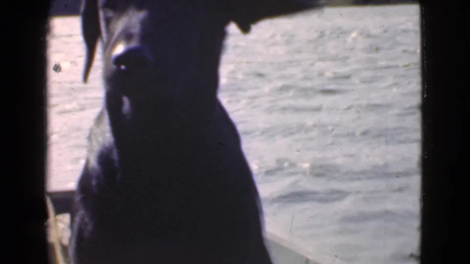 A dark dog sits upright aboard the boat in this 1946 Quebec 8mm frame, its profile outlined against rippling water.