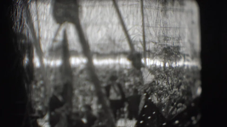 Final frame shows the peacock low in the enclosure, partly masked by fencing and vegetation at the Sarasota circus grounds.