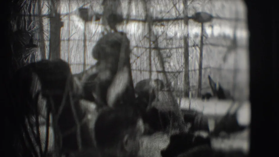 A woman appears to ride a horse inside the Ringling Brothers circus tent in Sarasota, Florida, in 1948 footage.
