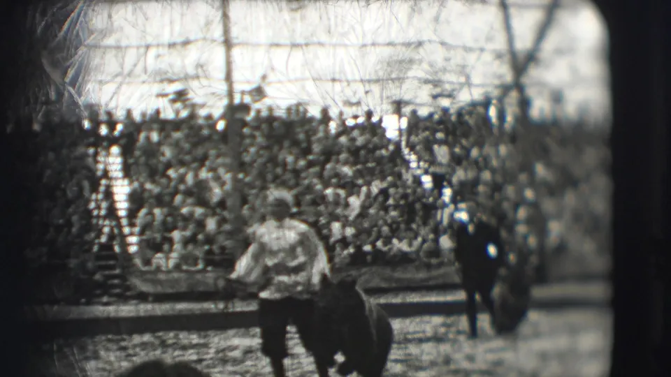 In the Sarasota circus ring, a visible performer stands near a moving animal while spectators fill the bleachers behind them.