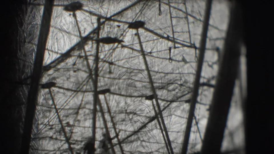 Soft 8mm frame of Ringling Brothers tent rigging in Sarasota, with performers or crew reduced to dark silhouettes.
