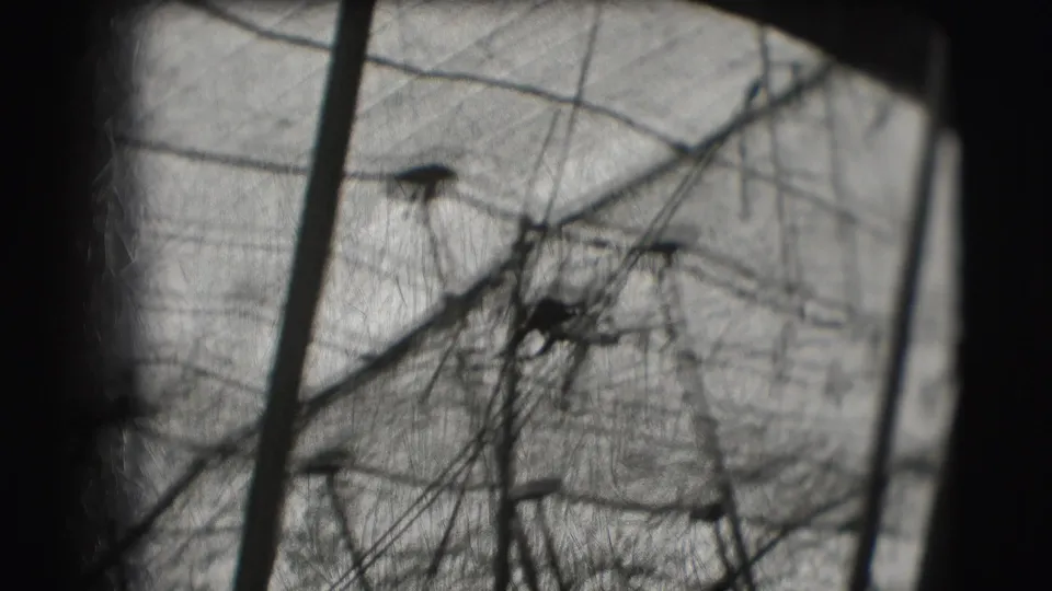 Soft black-and-white frame from the 1948 Sarasota circus footage, with rigging lines, poles, and a distant silhouetted figure.