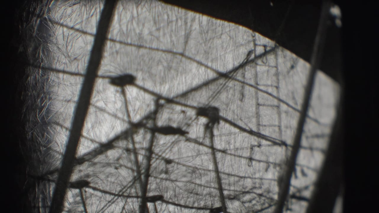 1948 Sarasota circus practice footage showing trapeze bars, ropes, and supports seen through a dark 8mm frame.