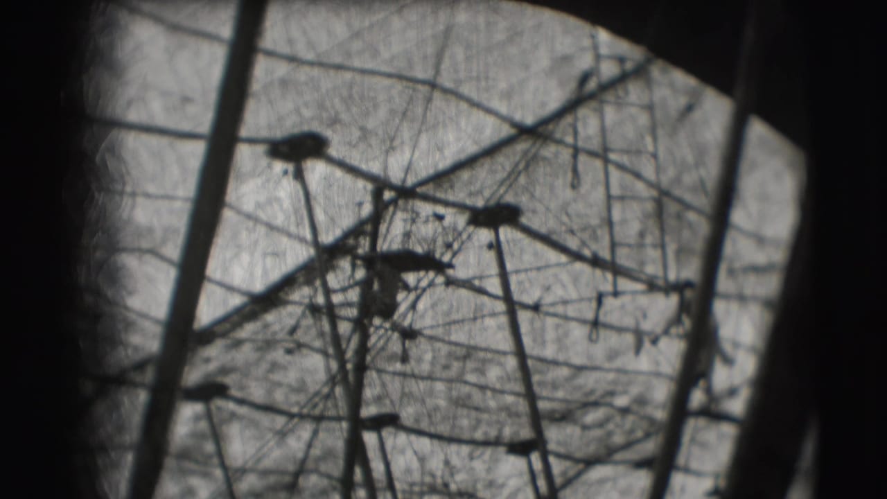 Metadata-supported Ringling Brothers Sarasota trapeze practice view with silhouetted rigging and a faint performer shape.
