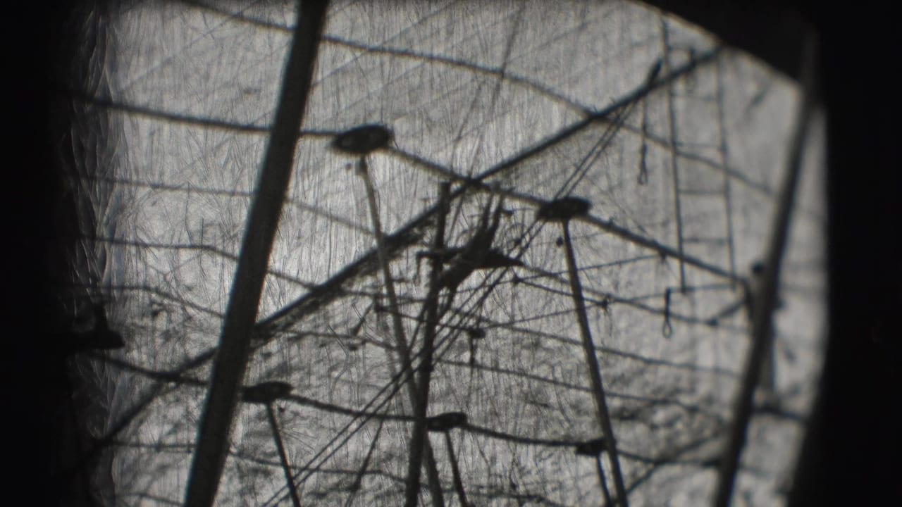 1948 Sarasota circus footage showing dark trapeze lines, poles, and small silhouetted performers against a bright big-top canopy.