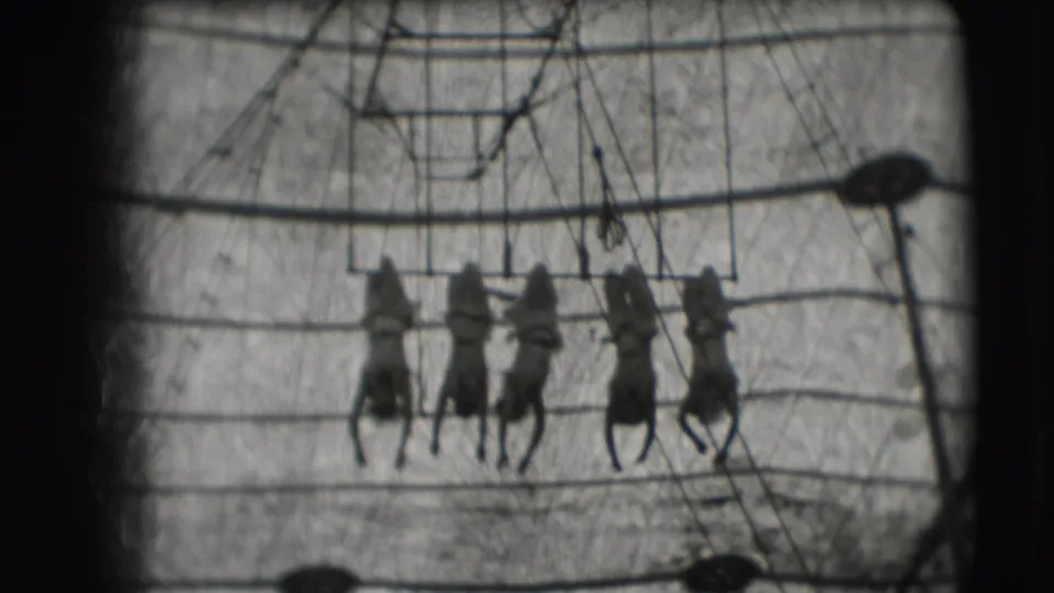 Five women trapeze artists hang in formation under the big top, silhouetted against tent fabric in 1948 Sarasota footage.