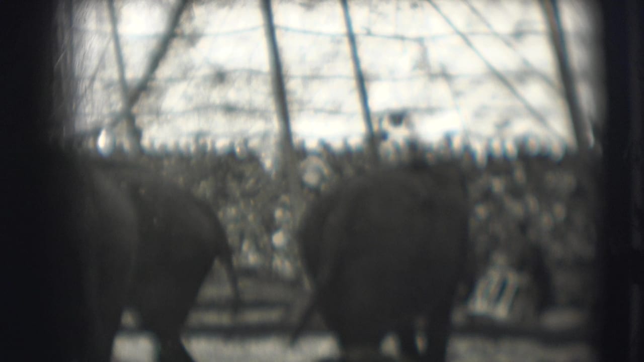 Blurred elephants behind a rail fence with spectators and branches in the background.
