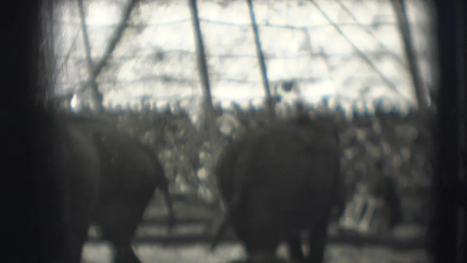 1948 8mm frame from Sarasota showing elephants in a circus enclosure, with a crowd and bare branches visible beyond the fence.