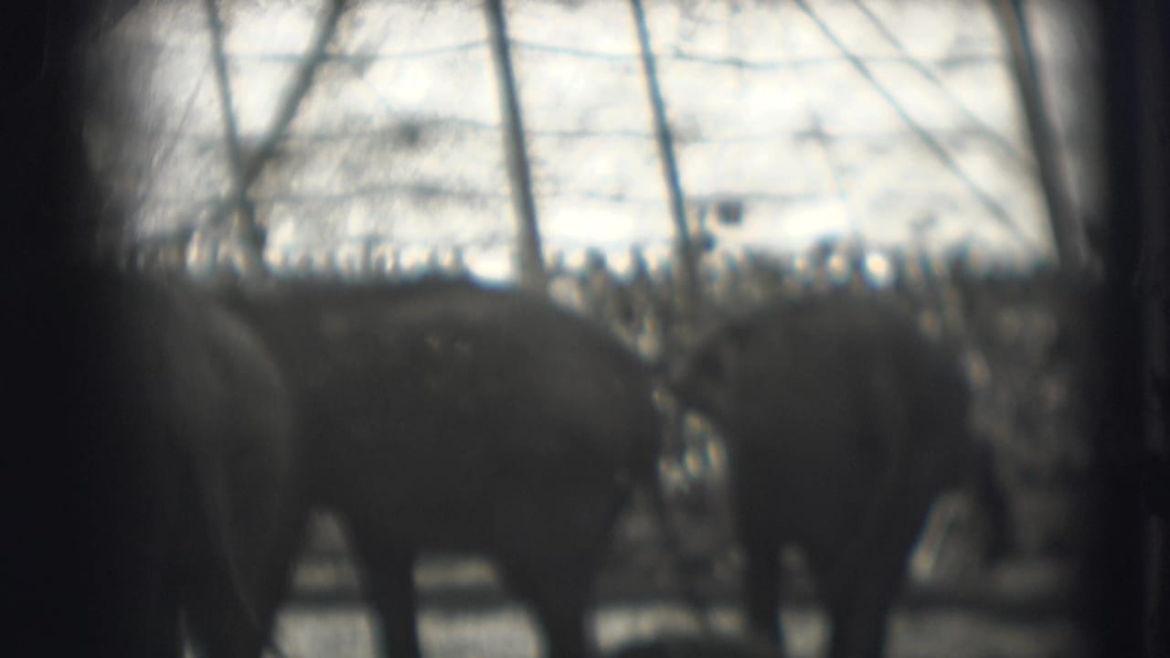 Several elephants move across a fenced ring with a crowd visible behind them.