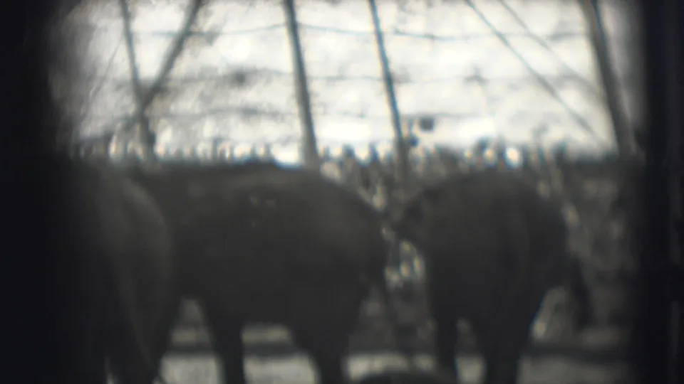 Soft 1948 8mm view of elephants moving in a Sarasota circus ring, with spectators and enclosure rails in the background.