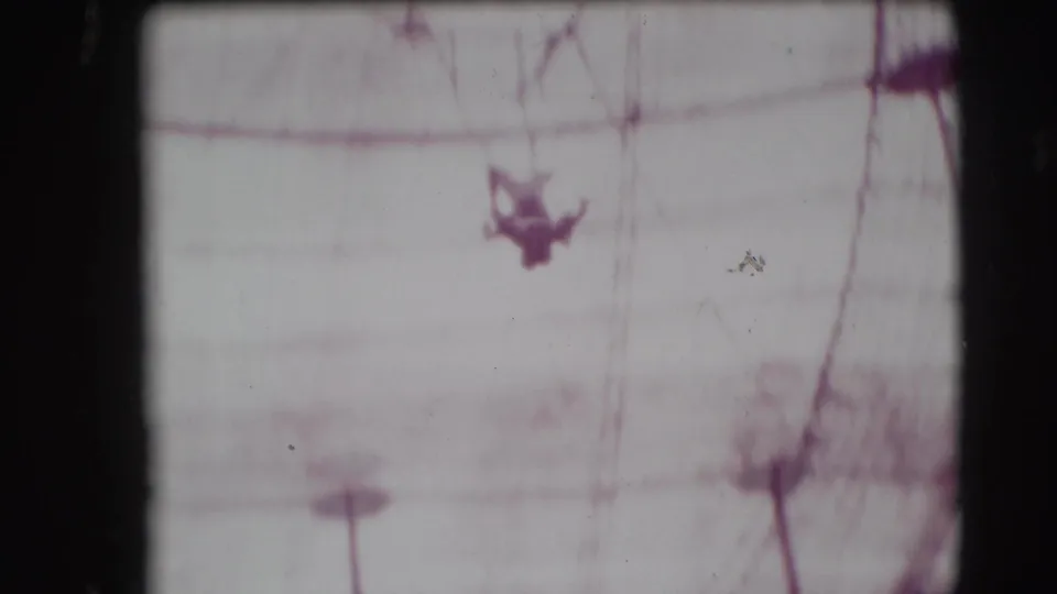 A distant trapeze performer hangs beneath rigging inside the Ringling Brothers big top in Sarasota, Florida, in footage dated 1948.