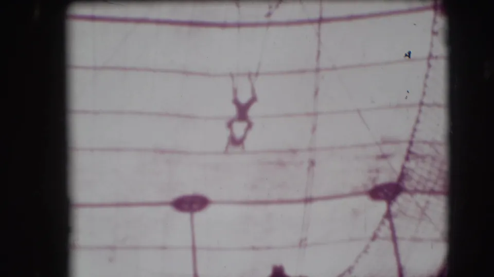 A trapeze artist appears suspended under the Ringling Brothers tent canvas, with rigging and netting visible in the 1948 Sarasota footage.
