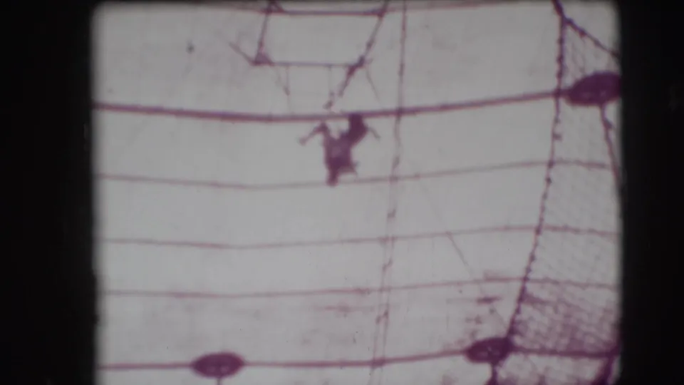 A distant trapeze performer appears inverted beneath the circus rigging in the 1948 Sarasota Ringling Brothers home-movie footage.