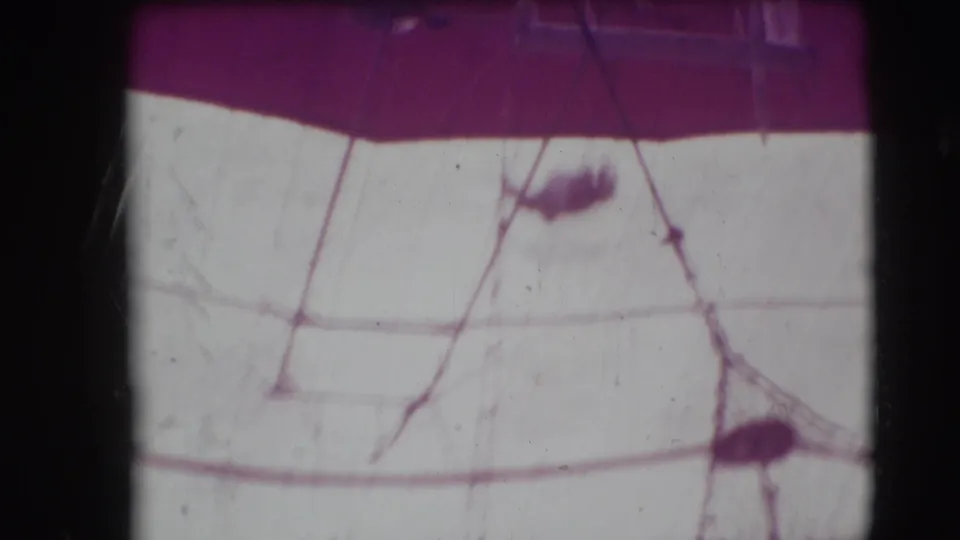 Aerial rigging crosses the circus tent canvas, with faint performer silhouettes visible in the 1948 home-movie frame.