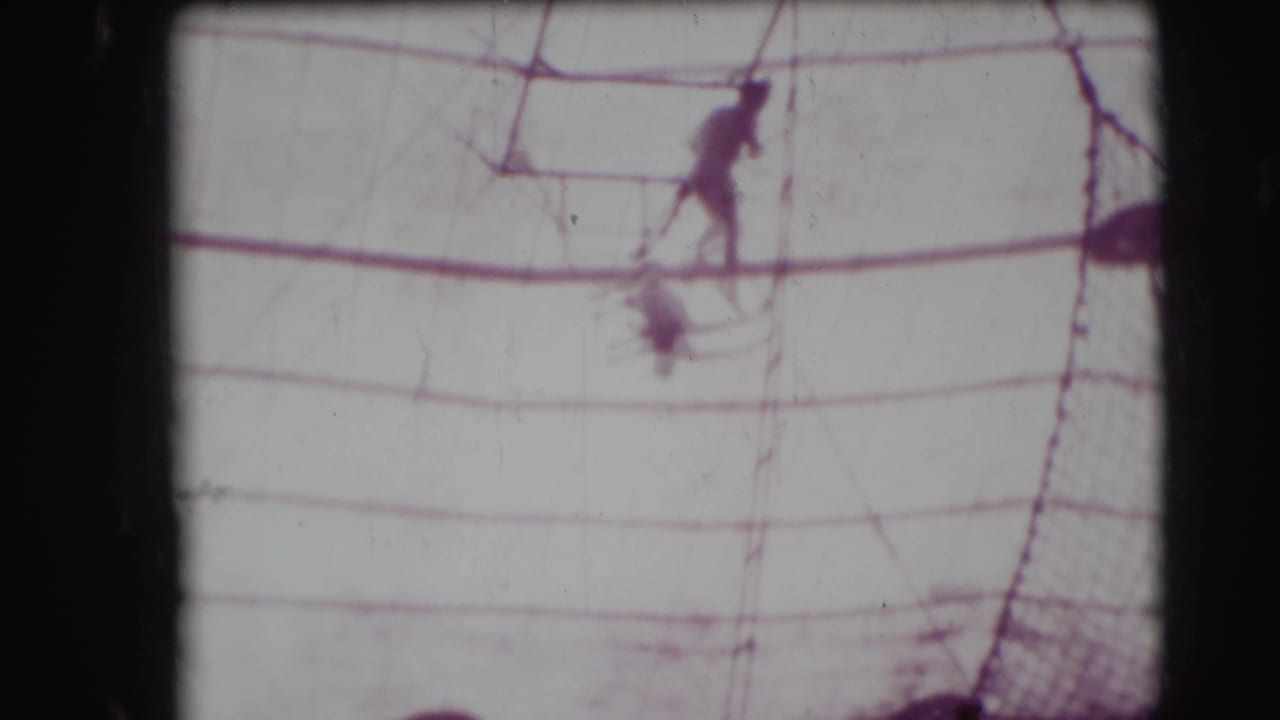 Small aerial performer near the upper rigging inside a circus tent.