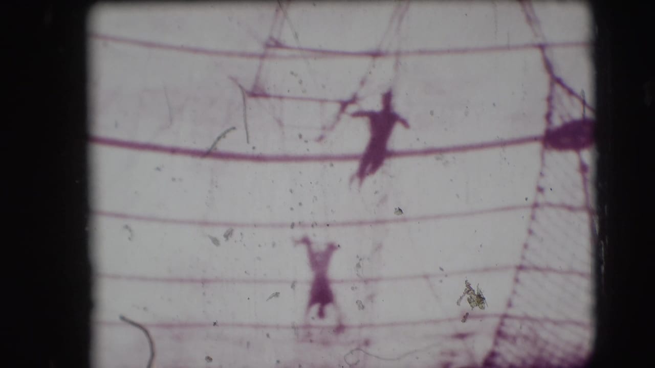 1948 Sarasota circus footage showing distant trapeze performers silhouetted below tent fabric and crossed rigging.