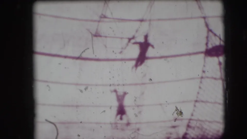 1948 Sarasota circus footage showing distant trapeze performers silhouetted below tent fabric and crossed rigging.
