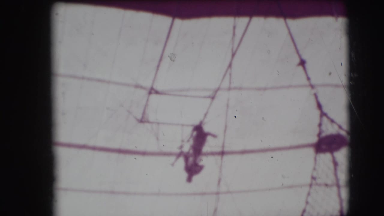 Aerial performer silhouette among trapeze lines and tent canvas.