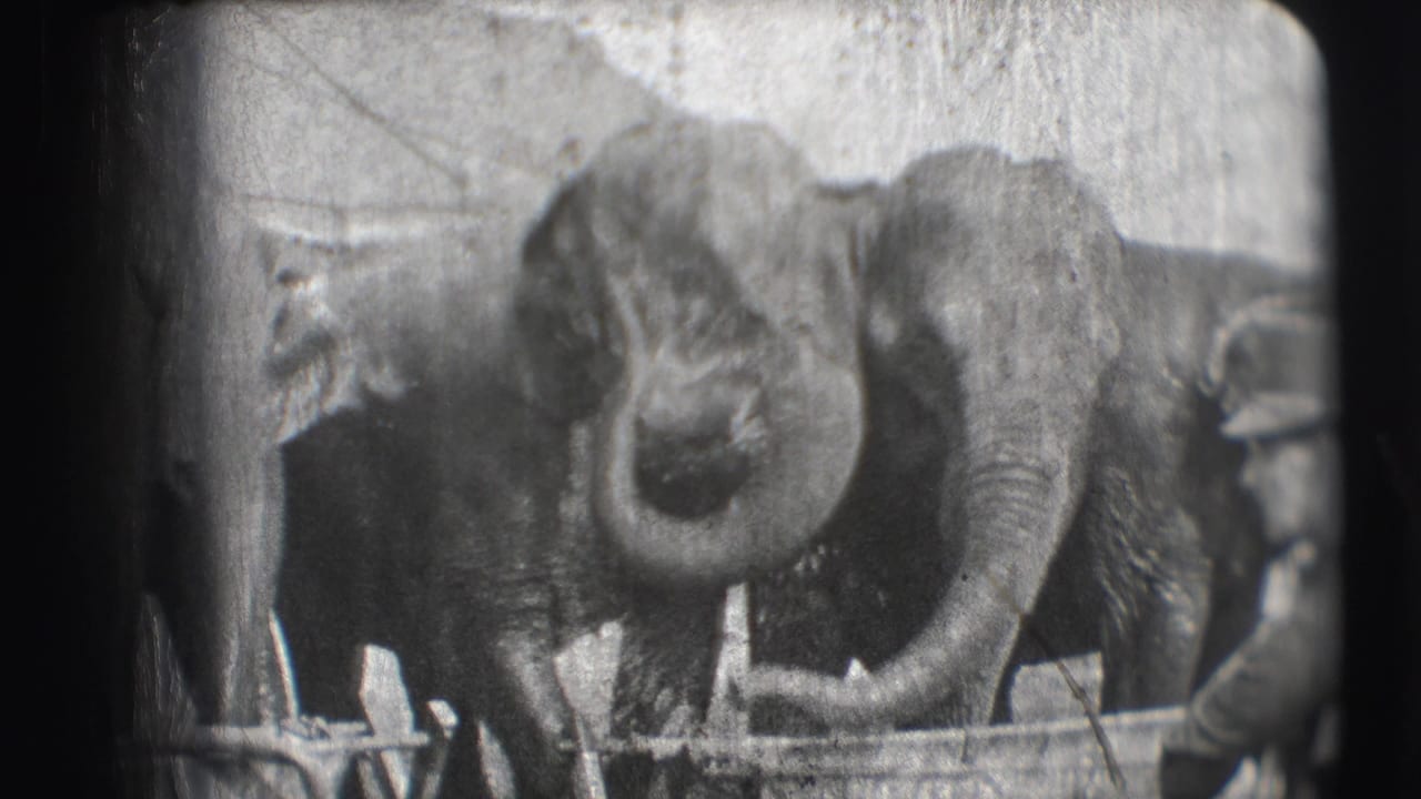 Several elephants stand behind a low rail, with one trunk raised near the center.