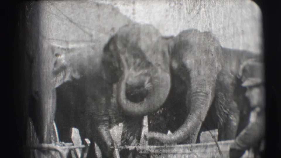 1948 Ringling Brothers Sarasota 8mm frame showing clustered elephants behind a low rail, one lifting its trunk as a handler stands nearby.