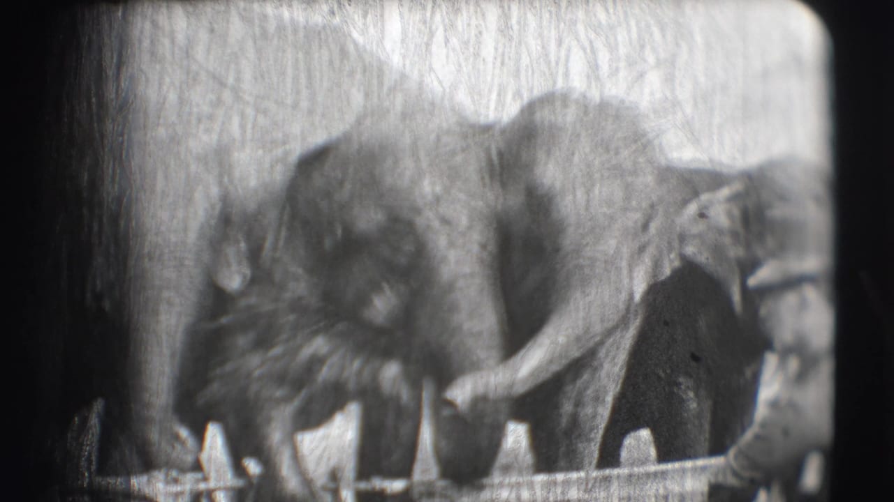 Elephants cluster near a rail as a person in a hat stands at the right edge.