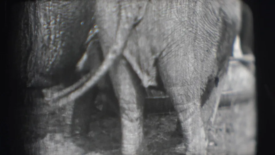 Close 8mm view of elephants in Sarasota, emphasizing trunks, legs, wrinkled skin, and enclosure rails in a grainy black-and-white frame.