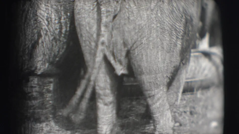 Final close 8mm frame shows elephant legs and hanging trunks in the Ringling Brothers Sarasota setting, cropped tightly by the film gate.