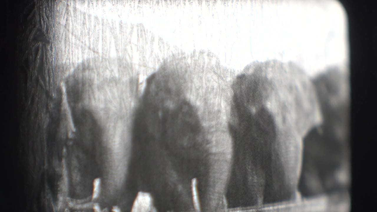 Several elephants stand together behind a low barrier in bright outdoor light.