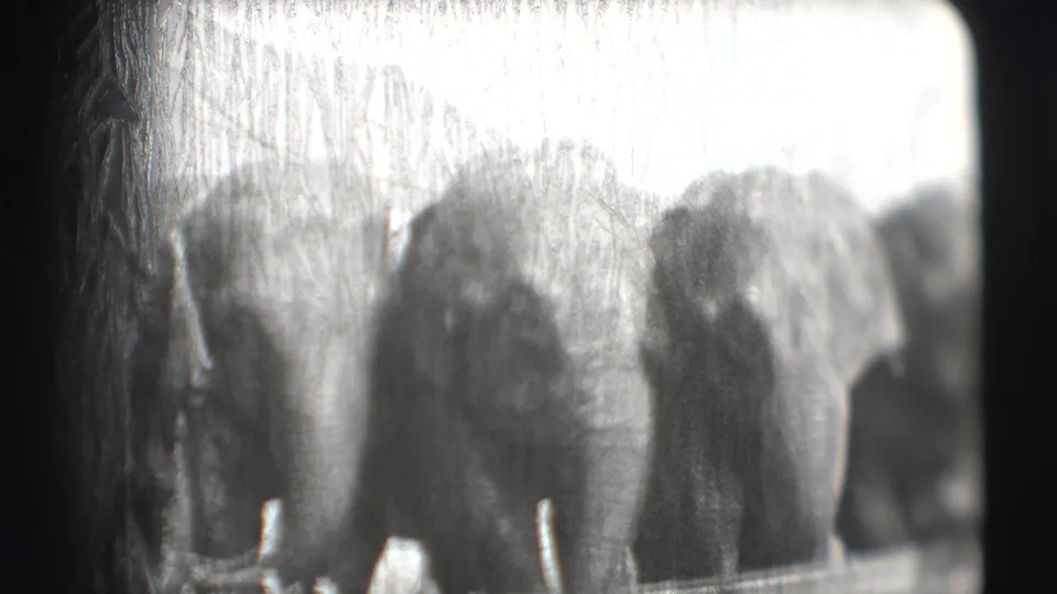 1948 Sarasota circus home-movie frame showing elephants grouped behind a low barrier, with trees or brush behind them.
