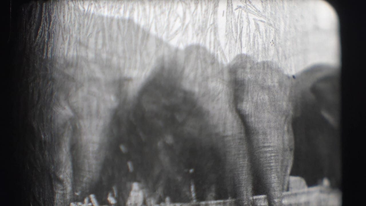 A group of elephants faces the camera, with one elephant prominent at right.
