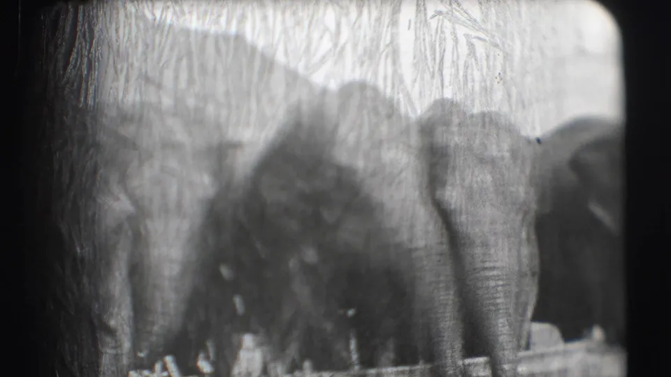 Black-and-white 8mm frame from the Sarasota circus setting, showing elephants standing close together near water or a low enclosure edge.