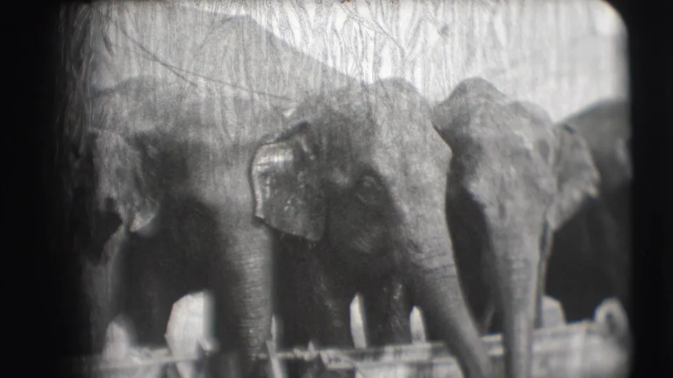 1948 black-and-white home-movie frame showing multiple elephants beside a wooden barrier at the Ringling Brothers Sarasota circus location.
