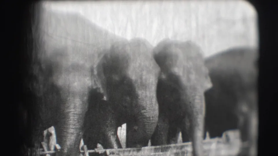 Grainy 8mm frame of elephants in the 1948 Sarasota circus enclosure, centered behind a low barrier with soft exposure and scratches.